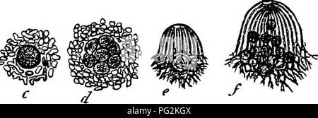 . Morfologia comparata e della biologia dei funghi, mycetozoa e batteri . Morfologia vegetale; funghi; Myxomycetes; batteriologia. Capitolo VII.âPHENOMENA di vegetazione.âLICHENS. 415 corpi conici come piccolo appartamento apothecia di Peziza con l'apice del cono verso il tallo e prodotta da opportuni ramificazione di un ciuffo di hyphae; questi corpi quando essi sono presenti in grande numero unite insieme ai margini e formare le patch di alcune dimensioni; Dictyonema e Laudatea sono lisci strati di espanso di solito che assomigliano a quelle del Thelephoreae. La struttura sporiferous di Rhipidonema non è cl Foto Stock