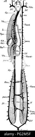 . Elementi di anatomia comparata dei vertebrati. Anatomia di confronto. Sistema venoso ecu A -Vsbc 32(. --Vcard. -V-catcd' Fig. 267.-Diagramma o Vexoi del sistema Profopternn annec/ejis. (Dopo W. N. Parker.) V, ventricolo; at, atrium ; p, pericardio; ca, conus arterioso ; Ji, je, interne ed esterne ; giugulare Vsbc, succlavio ; fare, DC, vene precaval ; Op, post- caval ; Vh, Vh, vene epatiche ; L, fegato ; O.B, cistifellea ; d.G, bile-condotto; J/, "stomaco"; Da, intestino; L.G, organi linfoidi nelle pareti dello stomaco, il sangue da cui passa nel portale epatica vene Foto Stock