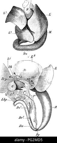 . Elementi di anatomia comparata dei vertebrati. Anatomia di confronto. A. B.. Fig. 216a.-Fegato di liana csciileiUa. (Dal lato ventrale.) L, L^, l^, diverse obes del fegato ; M, stomaco ; Du, duodeno ; H, cuore. Fig. 216b.-pancreas e fegato di rana, per mostrare la disposizione della loro condotti. //, L^, l^, i lobi del fegato rivolta in avanti; O, cistifellea ; Dcy, condotti cistica, che insieme con i condotti epatico (Dh), sotto forma di una rete da cui tre condotti di raccolta derivano, e questi si uniscono per formare la comune bile- condotto (Cc): quest'ultimo passa attraverso la sostanza del pan Foto Stock