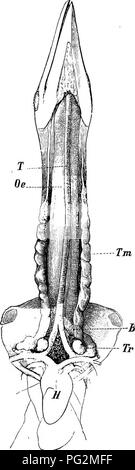 . Elementi di anatomia comparata dei vertebrati. Anatomia di confronto. 256 Anatomia comparata e lobi sinistro giacente su grandi navi appena dopo aver lasciato il cuore. In uccelli (Fig. 205) l'organo è abbinato e si trova vicino all'origine delle arterie carotidee. La tiroide dei mammiferi è costituito da due lobi spesso collegati da una mediana' istmo, situato sul lato ventrale della laringe e trachea (Fig. 190). Sembra probabile che la tiroide rappresenta un momento molto antico organo ghiandolare, secretori func- zione del quale in relazione al canale alimentare è stata di grande im- portance in t Foto Stock