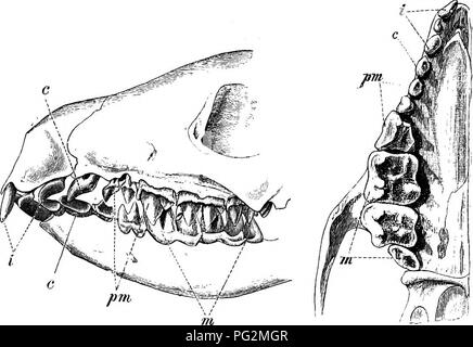 . Elementi di anatomia comparata dei vertebrati. Anatomia di confronto. La fio. 196.-dentizione del cane [canis familiaris).. Fig. 197.-dentizione del riccio (Erinaceus europwus). (I denti di entrambe le mascelle di lato e quelli della mascella superiore dal basso.) Ho, incisivi ; c, canini ; pm, premolari; m, molari. multitubercular, avente originati dalla fusione di un certo numero di semplici coni- cal denti ; e di taluni fatti nel loro sviluppo e presenza di multi- tuberculate mammiferi in Minozzo, nonché un confronto con la massiccia denti incontrato in vari pesci per exampl Foto Stock