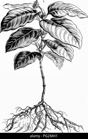 . La storia naturale delle piante, le loro forme, la crescita, la riproduzione e la distribuzione;. La botanica. 764 LE SUDDIVISIONI DEL REGNO VEGETALE. di una stella. In Cinchonaceae e Coffeaceae, il stipules sono squamiform, e talvolta lacerato (vedere fig. 432 ^). In CaprifoliaiceEe sono molto piccole e in forma di sgambate ghiandole, oppure sono adnate alla base del picciolo e hanno l'aspetto di essere strette sessili segmenti della lamina. Le infiorescenze cjrmose può essere contratta in glomeruli e fascicoli, nel qual caso ciascuna è circondato da un involucro di brattee Foto Stock