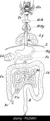 . Elementi di anatomia comparata dei vertebrati. Anatomia di confronto. 538 Anatomia comparata spesso presente in corrispondenza della giunzione del grande e del piccolo intestino. Tra lo stomaco e il duodeno come pure tra l'ileo. Ca. Fig. 190.-Schema del C.alimentare inale di Max. 01 s, ghiandole salivari ; Ph., faringe ; Gl. ill, tiroide ; Gl. Tuo, Timo ; Lg, polmone ; Oe, cesophagus ; Z, diaframma ; Jif/, stomaco ; iy&amp;, fegato ; Pa, pancreas ; Dd, intestino tenue ; VU-, ileo-valvola colica ; Pv, vermiform appendice (cjeoum); Ca, a, GD, ascendenti trasversale e porzioni discendenti del colon; Foto Stock