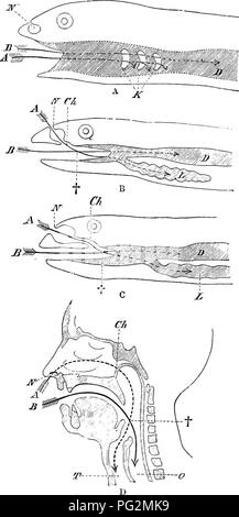 . Elementi di anatomia comparata dei vertebrati. Anatomia di confronto. Il canale alimentare e le sue appendici 237. La fio. 189.-diagrammi della cavità orale e della faringe ok un Fisit (A), di anfibio (B), di rettili o di uccelli (C), e Max (D). X, esterno narice; Ch, interno narice; D, il canale alimentare; K, Gill-fessure ; L, polmone; T, trachea ; 0, un?sophagus : la freccia contrassegnata con un indica tlio passaggio respiratorio, quello contrassegnato dalla lettera B il passaggio nutritiva ; I, il punto in cui i due passaggi incrociati tra l'altro.. Si prega di notare che queste immagini vengono estratte dalla pagina sottoposta a scansione di immagini che possono essere state enh digitalmente Foto Stock