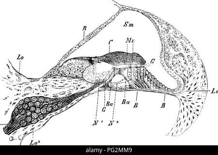 . Elementi di anatomia comparata dei vertebrati. Anatomia di confronto. Organo uditivo 233 della lamina spiralis ossea (Figg. 186, J87). Sulla libera burder di quest'ultimo passano fuori e rompere nel terminale fibrillse sulla superficie interna della membrana basUar. Il fibrillse estendere a livello sensoriale o cellule uditive, e queste sono tese come in un telaio tra l'impresa di supporto e di isolamento di cellule o bacilli. Dalla superficie di bacilli resistenti a net-come membrana (membrana reticularis) si estende lateralmente, e attraverso le maglie di quest'ultimo i peli delle cellule uditive pr Foto Stock