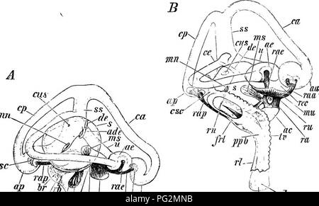 . Elementi di anatomia comparata dei vertebrati. Anatomia di confronto. 228 Anatomia comparata conduce fino a quella di Crocodilia. In tal modo vi è un continuo e una serie ininterrotta di forme inferiori al più elevato. La struttura dell'organo uditivo di Hatteria mostra molte peculiarità sorprendente : così come quella di Chamseleo, occupa una posizione isolata. Mentre la coclea diventa gradualmente più indipendenti del sacculus, quest'ultima mostra la più grande varietà sia per quanto riguarda la forma e le dimensioni dei diversi tipi. Così, per esempio, è di solito molto piccola di uccelli, mentre in lucertole {ad es. Foto Stock