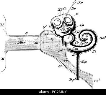 . Elementi di anatomia comparata dei vertebrati. Anatomia di confronto. Organo uditivo 223 l'epitelio sensoriale, per cui i rami del nervo uditivo sono distribuiti, è situato nelle seguenti parti del labirinto membranoso: (1) Le tre ampullse dei canali, in ciascuno dei quali le cellule uditive sono situate su di un crinale {crestato aOTSi;^ca)  sporgenti nel lume (Fig. 178b) ; (2) un grande macula acvstica nel utriculus : questo è continuato nel recessus utriculi. Fig. 179.âDiagkam dell intera Orgax uditivo o Max. Orecchio Esterno.âM, M, pinna ; Mae, uditivo esterno Foto Stock