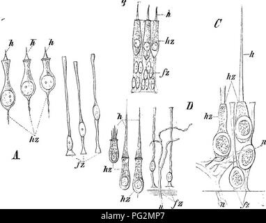 . Elementi di anatomia comparata dei vertebrati. Anatomia di confronto. Organo AUDITOEY 221 di vertebrati è situato nella regione della testa, tra le origini del trigemino e nervo vago. Dopo la vescicola di ciascun lato è diventato separato dal epiblast e collegato con il cervello per mezzo del nervo uditivo (che nasce in coimection con una periferica ganglio ectodermic e quindi cresce in senso centripeto al cervello), che sprofonda sempre più in profondità nel tessuto mesoblastic del cranio: poi perde la sua originale o piriforme di forma arrotondata e diventa diviso in due Foto Stock