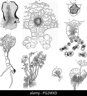 . La storia naturale delle piante, le loro forme, la crescita, la riproduzione e la distribuzione;. La botanica. 708 LE SUDDIVISIONI DEL REGNO VEGETALE. fig. 400 ^^ In Gyathea (figg. 400 !"â ^^^ ^^) il indusium è simile a tazza, e chiuso fino a quando le spore sono mature. In BicJcsonia il sorus è marginale, con bivalved indu- di potassio; in Alsophila i sori sono dispersi e il indusium assente o rudimentali; in Hemitelia il indusium è scala-simili, e situato su un lato del sorus. Di CyatheacesB circa 200 specie sono noti.. Fig. 401.âLife-storia di una terna. 1 Una felce-prothallium visto da sotto la sid Foto Stock