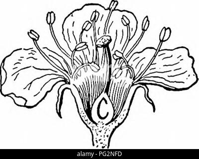 Questo libro fornisce una guida accessibile per identificare gli alberi autoctoni, con particolare attenzione alle loro caratteristiche strutturali, tra cui il pistoncino, l'ovaio, lo stile e lo stigma nell'anatomia dei fiori. Discute di varie specie di alberi e delle loro strutture riproduttive. Foto Stock