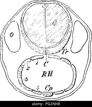 . Elementi di anatomia comparata dei vertebrati. Anatomia di confronto. Il cranio 69 cartilagineo cranio (chondrocranium) stesso, che risulta così più o meno completamente sostituito da un osteocranimn. In generale maggiore è la posizione sistematica dell'animale il meno estesi sono i costituenti cartilaginei e il più importante nel tessuto osseo. I. lo scheletro viscerale.. Il principalmente cartilaginei archi viscerale circondare la sezione anteriore del canale alimentare, giacente incorporato nella parte interna delle pareti della gola (Figg. 52 e 53) e di solito diventando ossificata questi ultimi. Essi sono Foto Stock