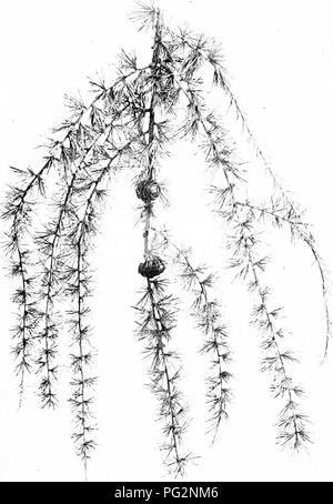. I nostri alberi nativi e di come identificarli; un famoso studio delle loro abitudini e le loro peculiarità. Alberi. Il larice. La fruttificazione Ramo di larice Larix eitropcea.. Si prega di notare che queste immagini vengono estratte dalla pagina sottoposta a scansione di immagini che possono essere state migliorate digitalmente per la leggibilità - Colorazione e aspetto di queste illustrazioni potrebbero non perfettamente assomigliano al lavoro originale. Keeler, Harriet L. (Harriet Louise), 1846-1921. New York, C. Scribner i figli Foto Stock