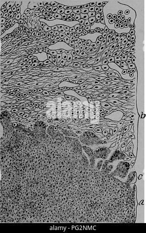 Questo lavoro sulla patologia veterinaria discute le malattie infettive negli animali, tra cui la morva, una malattia che colpisce i polmoni. Descrive in dettaglio i sintomi, la progressione e il processo di diagnosi differenziale per i medici veterinari, in particolare nel distinguere la morva da altre malattie. Foto Stock