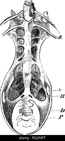 . Elementi di anatomia comparata dei vertebrati. Anatomia di confronto. La colonna vertebrale 49 reaiain distinti. Che quest'ultimo è il più originale condizione di uccelli è rappresentato da uno studio del loro sviluppo come pure dalla condizione della coda in Archseopteryx, in cui essa è stata sostenuta da numerosi libera allungata vertebre (Fig. 38j. Inoltre in molti uccelli {ad es. Psittacus undulatus) più vertebre sono formate nell'embrione di sono visti nell'adulto. Si deve tuttavia tener presente che la pygostyle può essere costituito da sei a dieci fusi vertebre caudali e nel sacro anche a g Foto Stock