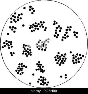 . La patologia e la diagnosi differenziale di malattie infettive degli animali : preparata per studenti e professionisti del settore della medicina veterinaria . Medicina veterinaria; malattie trasmissibili negli animali. Infezione della ferita oltre a quelli che causano il problema. Si dovrebbe notare che in infezioni delle ferite è impossibile prevedere da il carattere generale delle lesioni della specie di batteri che li producono anche se alcuni batteri provocano cambiamenti del tessuto che sembrano essere alquanto peculiare alla loro specie. Il organismi infettanti di solito può essere trovato al microscopio senza problemi in prop Foto Stock