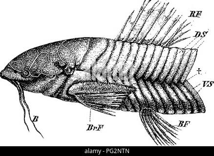 . Elementi di anatomia comparata dei vertebrati. Anatomia di confronto. 32 anatomia comparata la superficie del corpo. In questa fase la loro disposizione assomiglia a quello visto in Ganoids. Successivamente essi vengono solitamente a giacere all'interno di tasche definito o sacs e a sovrapporsi uno all'altro come le tegole di un tetto (Fig. 20 A). La superficie della bilancia può essere scolpiti.^ Ft(^. 2Ua.âDiagrammatic sezione longitudinale attraverso la pelle di un Teleostean, per mostrare il Rklation o BonyvSoales. (Fro.n Boas la zoologia.) 1, derma ; s, scala ; u, l'epidermide. Tra i Silurida; (Fig. 20, B), Plectognathi, e Lop Foto Stock