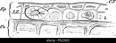 . Elementi di anatomia comparata dei vertebrati. Anatomia di confronto. u anatomia comparata mento di pesci, ma a prescindere da Protopterus (vedere sopra) vi sono un certo numero di eccezioni a questa regola. In maschio Elasmobranchs vi è una grande c/landtda pterygopodii (premistoppa del clasper) alla base di ogni iin pelvico : essa si pone come un tubo-come invagin- zione della pelle, ed è in relazione con la copulatory organi. Il veleno-ghiandole sono trovati tra i Teleostei. In tal modo nel Weever (Trachinus) vi è una serie di veleno-ghiandole giacente su entrambi i lati delle basi delle spine della pinna dorsale e Foto Stock