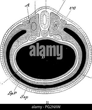. Elementi di anatomia comparata dei vertebrati. Anatomia di confronto. m-^aP Ji'n/ Fni- Fig. 6, A e B. -Utct c'oel -schematiche sezioni trasversali throucih sviluppo di un embrione di vertebrati. D, il canale alimentare; Eid, liypoblast, mostra in Fig. Un addensamento (Ch) che andrà a formare tlie notochord ; gio- (Fig. B), tlie notochord ora off ristretta da tlie hypoblast; V)Y, mesoblastic somite; XJO, primario condotto urinario (pro- nephric condotto) ; un, aorta ; iSpP e splancnico Sop, mesoblast somatiche ; Co, (Joil, coelome; H, rimane della parte superiore del coelome all'interno dell'mesob Foto Stock