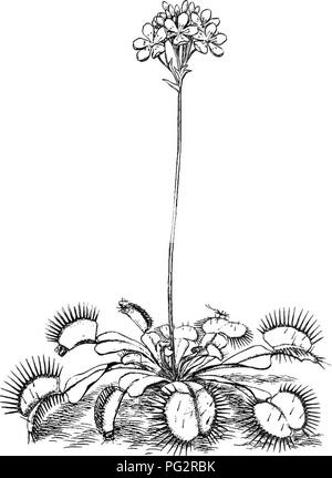 . Eredità ed evoluzione nelle piante. Eredità; piante. Distribuzione geografica 179 circa dieci chilometri di larghezza e si estende a circa 40 miglia a sud di Wilmington, Carolina del Nord. La ninfea gialla (Nym- phcBa mexicana Zuccarini) ^ può anche essere citato come un acquatiche. Fig. 79.-acchiappamosche al {Dionaa muscipula) esempio di un indigeno endemiche, essendo noto solo dalla Florida, Texas e Messico.= ' Castalia flava Greene (1888). 2 Conard, Henry S. La waterlilies, p. 167 e 213. Carnegie embrio- Istituto di Wasliington, pubblicazione n. 4. 1905.. Si prega di notare che queste immagini vengono estratte dalla pagina sottoposta a scansione che ho Foto Stock