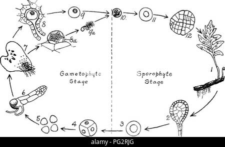 . Eredità ed evoluzione nelle piante. Eredità; piante. Principi fondamentali 35 fatto di un ciclo nella storia di hfe è portato fuori chiaramente nel diagramma seguente:. Fig. 29.-Schema del ciclo di vita di una felce. 27. Riduzione.-poiché lo sporofito (discende dalle cellule diploidi oosperm) ha celle di una doppia natura, risultante dalla fecondazione, e poiché le spore che danno luogo a il gametofito sono di un singolo (o aploidi) natura, ci deve avvenire, ad un certo punto nella vita di sporo- phyte, un processo di riduzione, il ripristino delle cellule diploidi realizzato dalla fecondazione, all'aploidi conditi Foto Stock