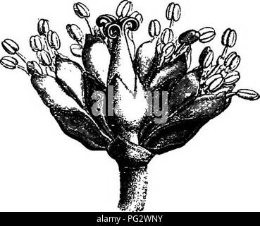 . La storia naturale delle piante. La botanica. Fig. 219. Infiorescenza con il generale Fig. 220. Infiorescenza, senza involucro di grandi dimensioni (-1) tratti inferiore. Il Brasile, il terminale antera è quadrilocular (a meno che non venga considerata come formata dall'accostamento di due bUocular antere al vertice del comune e articolata colonna), lo stile avente tre rami distinti. Algernonia., un albero dello stesso paese, ha una sola antera con due non-articolare cellule. Il suo calice maschio è di 3-5-lobate e la sua denticulate ghiandolare calice femmina ha tre divi- sion. Dalembertia, che abitano in Messico ha n Foto Stock