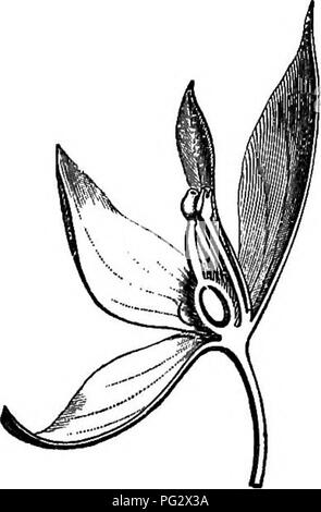 . La storia naturale delle piante. La botanica. Maiale. 118. Fiore. Kg. 119, il diagramma. Fig. 120. Lungo setta, del fiore. sono state generalmente considerate come due modificati petali anteriore.^'ovaio è sormontato da uno stile nella forma di un elemento allungato di cono cavo stigmatiferous al suo poco gonfi apex; in estratti di Krameria Ixima. Estratti di Krameria triandra,. Estratti di Krameria semndifiora.. Si prega di notare che queste immagini vengono estratte dalla pagina sottoposta a scansione di immagini che possono essere state migliorate digitalmente per la leggibilità - Colorazione e aspetto di queste illustrazioni potrebbero non perfettamente assomigliano al lavoro originale. Baillon, Henri Erne Foto Stock