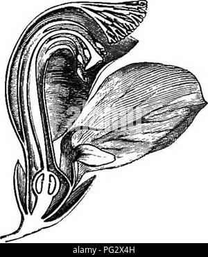 . La storia naturale delle piante. La botanica. Fig. 105. Schema. Fig. 104; Floriferous filiale. Fig. 106. Lungo. setta, di fiore {). verso l'alto, il calice, corolla, androceum e gynseceum. Il calice è formato da cinque molto dissimile pezzi, embricata a quinconce in ^ Pohjgala T. IMT. 174, t. 79.-L. Gen. n. 851.-Abans. Fam. dus PI II. 358.-J. Gen. 99. -Lamk. La dieta. V. 485; Suppl. iv, 474; III. t. 598.-DC. Prodr. i. 321.-Tukp. nella dieta. So. Nat. Atl. t. 174.-A. S. H. et MoQ. in . Mus. xvii. 915, t. 27, 28; xix. 326.-Spach, suit, cb Buffon, xii. 117.-Endl. Gen. n. 5647.- Paybk, Organog. 139, t. 31.-A. Gr Foto Stock