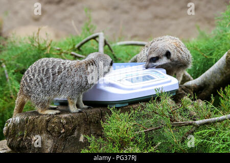 Lo Zoo di Londra, UK 23 ago 2018 - Meerkats pesato durante l annuale pesare-in. Con più di 19.000 animali nella loro cura, ZSL Londra ZooÕs i detentori di trascorrere le ore di tutto l'anno la registrazione delle altezze e pesi di tutti gli animali, informazioni che li aiuta a monitorare la loro salute e il loro benessere. Credito: Dinendra Haria/Alamy Live News Foto Stock