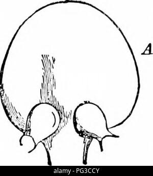 Questo testo di botanica elementare fornisce un'introduzione alla biologia vegetale, inclusi argomenti chiave come l'organografia, l'istologia e i processi fisiologici che sostengono la vita vegetale. Copre la struttura di base delle piante, i loro sistemi interni e il loro ruolo nell'ecosistema. Foto Stock