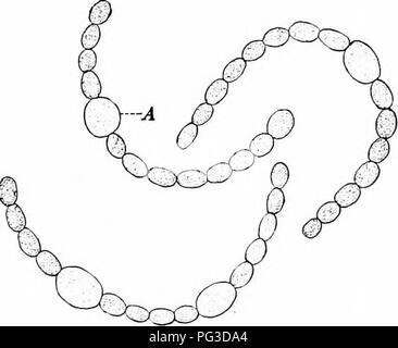 . Impianto studi; un elementare botanica. Botanica. Insieme imix'dded nel gelatinoso matrice formata dal materiale della parete (Fig. 201). Questi gruppi integrati di indi- agli individui sono parlate di come colonie, e come colonie diventano grandi si rompono in nuove colonie, le singole cellule che li compongono continua a dividere e formare nuove persone. Questo rappresenta un esempio molto semplice di vita il suo- tory, infatti un simjjler uno potrebbe hard- ly essere immaginato. 160. Nostoc,âThese forme si verificano in gelatinoso masse in luoghi umidi. Se la gelatina da esaminare sarà trovato contenere integrati in esso numerose cellule simili a quelli Foto Stock