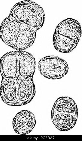 . Impianto studi; un elementare botanica. La botanica. Il GEEAT GEOUPS DI AUijK 233. Insieme imix'dded nel gelatinoso matrice formata dal materiale della parete (Fig. 201). Questi gruppi integrati di indi- agli individui sono parlate di come colonie, e come colonie diventano grandi si rompono in nuove colonie, le singole cellule che li compongono continua a dividere e formare nuove persone. Questo rappresenta un esempio molto semplice di vita il suo- tory, infatti un simjjler uno potrebbe hard- ly essere immaginato. 160. Nostoc,âThese forme si verificano in gelatinoso masse in luoghi umidi. Se la gelatina da esaminare sarà trovato contenere integrati Foto Stock