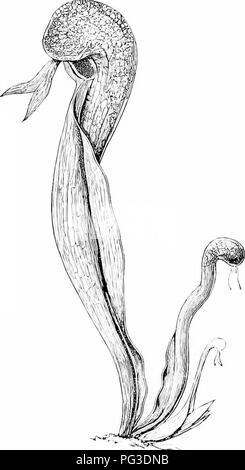 . Impianto studi; un elementare botanica. La botanica. Kll l'.A.NT STUDI iissociution TJiis di insetti ;fiori iml soiiietiiiK è così intima che tliey venuti a de2)eiid ahsolutely su uno anotlier. I'ls^iecially tra l'oi'eliids è vero tliat sjieeial llowers e insetti sono adajited in modo esattamente l'uno all'altro, che se uno dis- appare l'altra egli- proviene anche estinto. 1 'I2. " Carnivora " Impianti.âThis nome ha heeii data alle piante /, /li III che hanno sviluppato /,AW , Jni -j-jj^-, (^^^]-i|^,;hahit è di catturare insetti e il loro utilizzo per cibo e perha})s avevano b Foto Stock