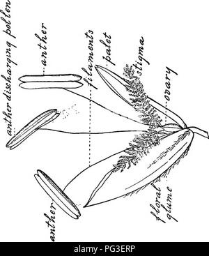 . Erbe azienda agricola degli Stati Uniti; una pratica trattato sul raccolto di erba, la semina e la gestione di prati e pascoli, descrizioni delle migliori varietà, le sementi e le sue impurezze, erbe per le condizioni speciali, etc. etc. Graminacee. . Si prega di notare che queste immagini vengono estratte dalla pagina sottoposta a scansione di immagini che possono essere state migliorate digitalmente per la leggibilità - Colorazione e aspetto di queste illustrazioni potrebbero non perfettamente assomigliano al lavoro originale. Spillman, W. J. (William Jasper). New York, O. Judd company Foto Stock