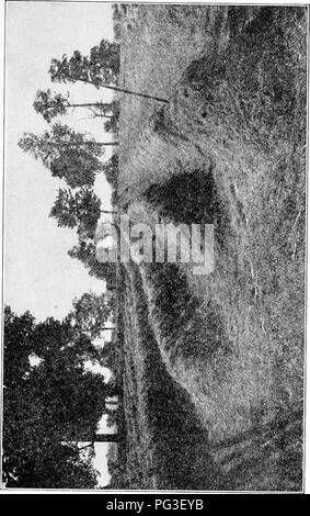 Questo trattato sulle erbe agricole americane discute la semina, la gestione e le varietà di erbe per prati e pascoli. Fornisce informazioni approfondite sulla coltivazione dell'erba, sulla qualità dei semi e sulle condizioni speciali per i diversi tipi di erba. Il lavoro è una guida pratica per migliorare la qualità e la resa delle colture erbose negli Stati Uniti. Foto Stock