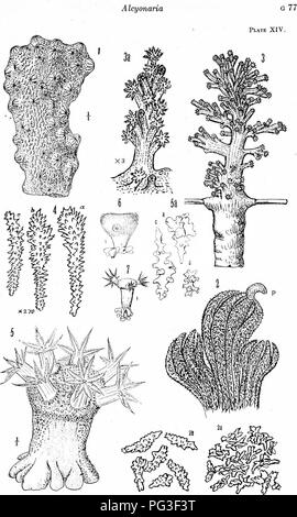 . Relazione della Artico Canadese Expedition 1913-18. Spedizioni scientifiche. . Si prega di notare che queste immagini vengono estratte dalla pagina sottoposta a scansione di immagini che possono essere state migliorate digitalmente per la leggibilità - Colorazione e aspetto di queste illustrazioni potrebbero non perfettamente assomigliano al lavoro originale. Artico Canadese spedizione (1913-1918). Ottawa, F. A. Acland, Stampante per il re Foto Stock