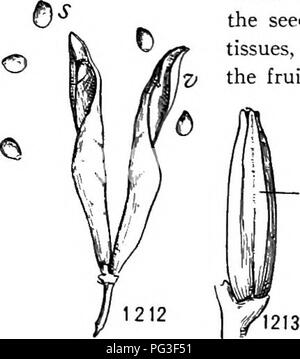 . Un libro di botanica per scuole e università ... La botanica. 920 ecologia è così improvvisa e violenta che i semi vengono espulsi al tempo stesso. Al momento della deiscenza i semi della viola e di lupino sono sparato fuori di diversi centimetri (a volte quasi un metro), mentre quelli della strega-Hazel sono espulsi molto più violentemente e possono essere sparsi per diversi metri. Nel lupino i semi vengono espulsi a spirale a causa della torsione delle valvole (fig. 1212). In Geranio il carpels separata dall'asse centrale verso l'alto di bobinatura e di scarico dei semi. In Hura crepitans la deiscenza è così Foto Stock