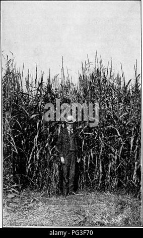 Una guida pratica alle erbe agricole negli Stati Uniti, che comprende semina, gestione e varietà adatte a condizioni specifiche. Il testo affronta anche le impurità dei semi e include illustrazioni dettagliate come il perla miglio (Penicillaria). Foto Stock