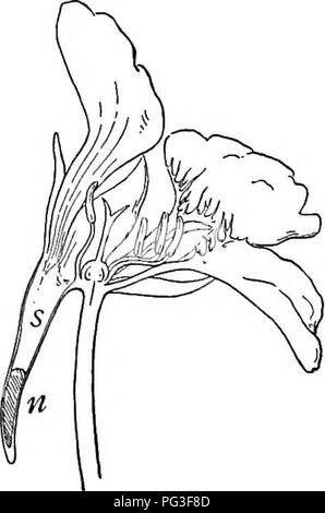 . Un libro di botanica per scuole e università ... La botanica. La riproduzione e la dispersione di 843. in modo tale che esso è Ukely a venire in contatto con le stigmate." comunemente il polline-raccogliere gli insetti sono relativamente non specializzati (ex- cept nel caso delle api), corrispondente in generale per la mancanza di speciali- zation nei fiori, iii che il polline è esposto in modo tale che esso può essere presa facilmente da qualsiasi insetto che visiti. Nectaries e nettare. - Nettare di fiori che secernono comunemente sono più specializzati di nectarless sono i fiori e il nettare-raccogliere gli insetti sono più specializzato del Foto Stock