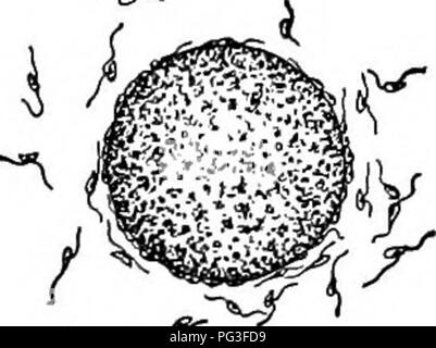 . Un libro di botanica per scuole e università ... Botanica. Da gamete difierent-produrre organi {gametangia), in Dasy- dadus, solo tra gameti provenienti da diverse piante, anche se è impossibile in qualsiasi di questi per distinguere maschio e femmina di caratteri. Tuttavia, nell'Conjugales, uno dei gameti è spesso immotile, mentre l'altra migra da un filamento vicini attraverso un passaggio realizzato tramite la fusione (O) coniugazione di due outgrowths laterali (figg. 107-109). Dalla analogia con le piante superiori i gamete immotile può essere chiamato femmina e i mobili del gamete maschile. In alcuni c Foto Stock