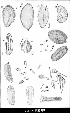 . Erbe azienda agricola degli Stati Uniti; una pratica trattato sul raccolto di erba, la semina e la gestione di prati e pascoli, descrizioni delle migliori varietà, le sementi e le sue impurezze, erbe per le condizioni speciali, etc. etc. Graminacee. FIG. 14-erbaccia-semi un, Peppergrass {Lepidium virginicum) b, snello Rush {Juncus tenuis); c. Il velluto-erba {Holcus lanaius); d, Fivefinger {Poientilla monspeliensis); tf, Oxeye Daisy {^crisantemo leucanthemuni); /", Sorrel {Rumex acetosella); g. Falso Lino {Camelina sativa) h, Canada Thistle {Carduus arvense). 67. Si prega di notare che queste immagini una Foto Stock