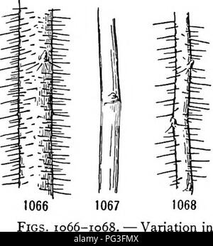 . Un libro di botanica per scuole e università ... La botanica. 742 Ecologia velop spine anche in aria umida. Un lavoratore di recente sostiene che le frondose germogli di Ulex normalmente sviluppato in aria umida sono semplicemente i capretti di germogli. Spinescetit rami, come appare dalle rivendicazioni, sono sopraffatte germogli, e sono prodotti molto come lo sono altri sopraffatte steli. Tuttavia, non vi è alcuna tendenza verso l'allargamento laterale, come nella maggior parte dei gambi nanizzati, ma piuttosto il contrario, poiché una delle principali caratteristiche di spine è attenuazione. Se l'allungamento si verifica quando le condizioni di crescita sono molto favorevole, e enl laterale Foto Stock