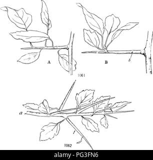 . Un libro di botanica per scuole e università ... La botanica. Steli 739 amorfa canescens, che sono a volte uno e talvolta altri, potrebbe gettare luce sul problema. I vantaggi di una variazione nella forma dello stelo. - La capacità di dif- ferential allungamento posseduto dai gambi acquatico e da molti steli antenna quando sommerso dalla sabbia è di ovvio vantaggio per il fatto che il sollevamento- ing delle foglie nella luce e l'aria è così reso possibile. Di singolare importanza è il gambo dwarfness, come illustrato da piante di cuscino e dall'Krummhoh, poiché tali abitudini sono mirabilmente adatto per pro- text Foto Stock