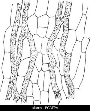 . Un libro di botanica per scuole e università ... La botanica. Steli 721 e Sapotaceae, quest'ultima famiglia include Palaquium, il quale fornisce la gutta perca di commercio. La seconda e più comuni tipi di tessuto di lattice è quello in cui le cellule fusibile (come in trachee) dall'resorp- zione del collegamento tra le pareti formando syncytes noto come laticiferous navi, che formano un connesso sistema corticale tutta la pianta (fig. 1038). A volte il fusibile celle in righe, come nel celandine papavero, formando così una facile transizione alle righe di lattice sacs L. Più comunemente ci è laterale come pure Foto Stock