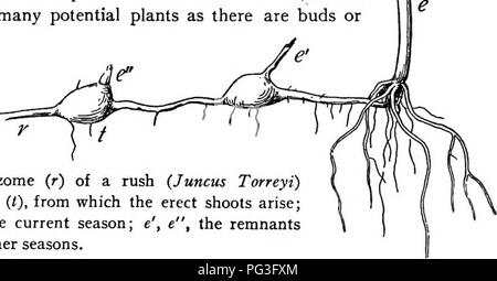 . Un libro di botanica per scuole e università ... La botanica. Fig. 989. - Un tubero di patata (5o/anMm tuberosum); nota i resti del rizoma (r) al termine del quale il tubero è cresciuto e di cui essa è semplicemente un en- largement; il " Occhi " (e) sono gemme, tutte o alcune delle quali nascono e si sviluppano in fusti, quando il tubero germina. Il mezzo in cui essi crescono offre meno favorisce una più rapida migrazione e sviluppo di nuove persone a una distanza maggiore dal vecchio. Fusti striscianti sembrano essere quasi come vantaggioso come rizomi, poiché essi crescono vicino al suolo in Foto Stock