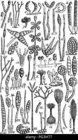 . British fungo-flora. Classificata come libro di testo della micologia. Funghi. . Si prega di notare che queste immagini vengono estratte dalla pagina sottoposta a scansione di immagini che possono essere state migliorate digitalmente per la leggibilità - Colorazione e aspetto di queste illustrazioni potrebbero non perfettamente assomigliano al lavoro originale. Massee, George, 1850-1917. Londra, New York, G. Bell &AMP; figli Foto Stock