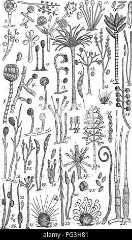 . British fungo-flora. Classificata come libro di testo della micologia. Funghi. . Si prega di notare che queste immagini vengono estratte dalla pagina sottoposta a scansione di immagini che possono essere state migliorate digitalmente per la leggibilità - Colorazione e aspetto di queste illustrazioni potrebbero non perfettamente assomigliano al lavoro originale. Massee, George, 1850-1917. Londra, New York, G. Bell &AMP; figli Foto Stock