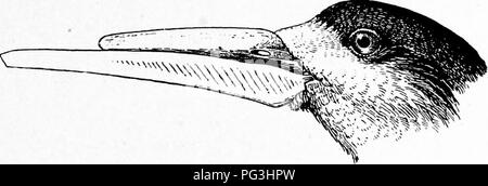 . Gli uccelli del Sud Africa. Gli uccelli. EHYNCHOPID^ BHYNCHOPS 449 molto al di là della coda, la prima elementare la più lunga; luci di coda relativamente corta e leggermente forcuta; piedi piccole, Tarso un buon affare più lungo del dito medio e artiglio ; web tra la parte interna e il dito medio profondamente incisi. Questi curiosi uccelli con la loro stessa forma notevolmente le fatture sono trovati circa i fiumi delle zone temperate e tropicali America, Africa e Asia meridionale. Fuori di cinque specie solo uno si verifica in Africa ed è qui descritto. 774. Rhynchops flavirostris. African sfarfallare. Rhynchops flavirostris, Vieill. N. dieta. d'Hist. Nat. i Foto Stock