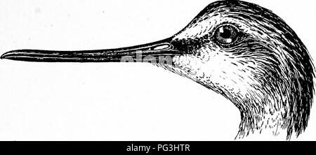 . Gli uccelli del Sud Africa. Gli uccelli. CHAEADBIID^ TOTANUS 393 le piume sono di colore nero-centrato; il petto e foreneck hanno numerosi ovali macchie nere. Distribuzione.-l'Greenshank è riscontrato durante l'estate settentrionali di allevamento in Nord Europa e Asia dalla Scozia all'Stanovoi montagne in Siberia; durante il northern inverno migra verso sud per il bacino del Mediterraneo, in Africa, Asia meridionale, le regioni Malay e Australia. In Sud Africa questa è una delle più comuni della visita Unione trampolieri e è stato incontrato tra ottobre e marzo in tutto il paese, sia su t Foto Stock