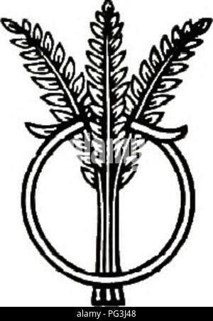 . Seduta redditizia-allevamento : come fare soldi facilmente e rapidamente con un piccolo allevamento di capitale cuscini . Piccioni; Piccioni. 50 La dozzina. Circa i due terzi del rimanente verrà eseguito vicino a 7 libbre per la dozzina e un terzo sarà classificato tra i più bassi di qualità. Quando lo-pound cuscini sono in vendita per $6 un dozzina, un sacco di peso superiore a lo libbre per la dozzina di porterà un premio da andare centesimi di dollaro un dozzina fino; ma come una regola il meglio gli uccelli sono classificati come 8-pounders. Nella raccolta di cuscini, alcuni li lasciano appendere dove vengono uccisi, mentre altri li prende in mano. Il peso della pratica è i Foto Stock