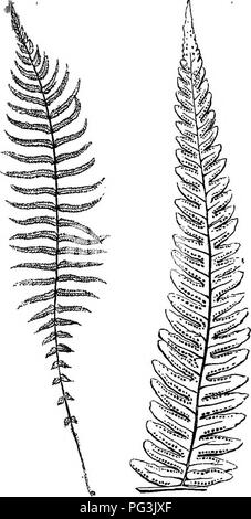 . Le felci di Gran Bretagna, e i loro alleati il club-muschi, pepperworts e horsetails . Felci; Pteridophyta. Felci DI GRAN BRETAGNA. Freno, le divisioni sono anche ciascun laminato in questa forma, exliibit e quindi un numero di verde pallido curve, ri- sembling il bastone da pastore. Questa modalità di dispiegamento è denominato cirdnate. Molte felci esotiche si dipanano in una dif- ferent modo; e due dei nostri generi selvatico, il Moonwort e ad- der's-lingua, sono con- l'circinate ar- rangement dei loro giovani fronde. La modalità in cui le fronde sono attraversati da venature è denominata la loro venatura e si usu Foto Stock